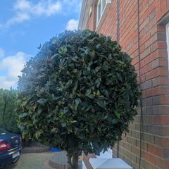 Beautiful Mature Bay Trees x 2,