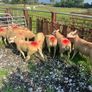 Hogget ewes Image 6