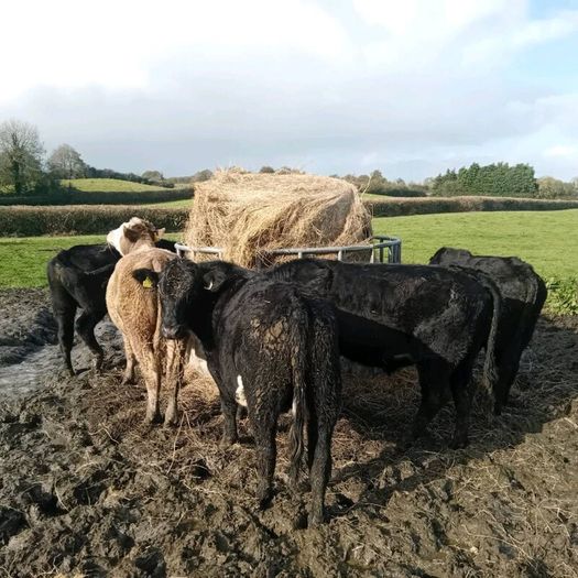 7 angus X bullocks for sale