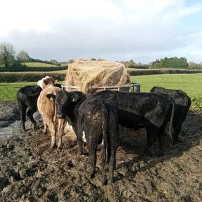 7 angus X bullocks for sale