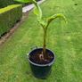 Bananas Plants Image 4