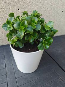 Florist's kalaonchoe