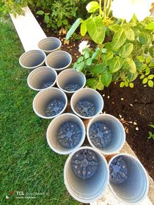 11x plastic plant pot