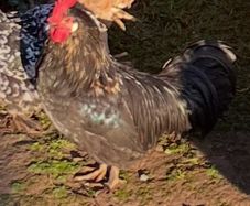 Free bantam cockerel
