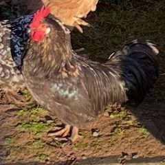 Free bantam cockerel