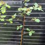 Mountain ash trees 5ft+ tall ..! Image 8