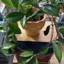 Hoya carnosa plant Image 2