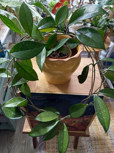Hoya carnosa plant