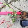 Red Robin Hedging Image 8