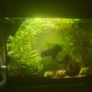 fish Image 7