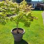 Maple Tree Image 2