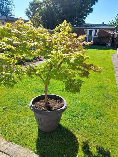 Maple Tree
