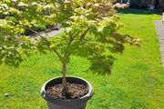 Maple Tree