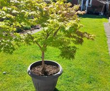 Maple Tree