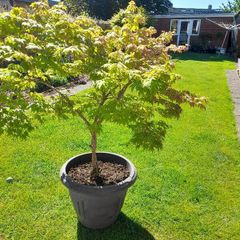 Maple Tree