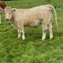 Quality CHX Heifers Mohill Mart Saturday 26th Sept Image 4