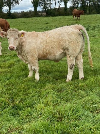 Quality CHX Heifers Mohill Mart Saturday 26th Sept