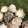 sea shells cupped Image 8