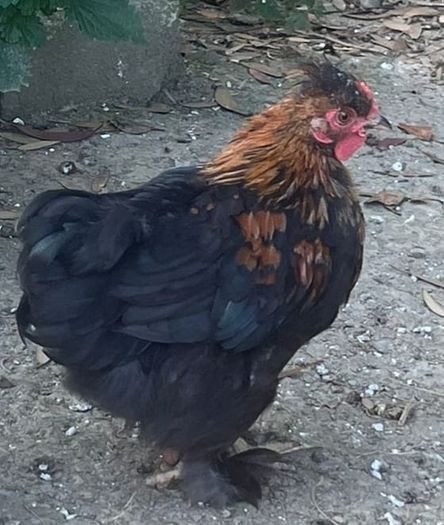 11 week old silkie x pekin rooster
