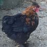 11 week old silkie x pekin rooster Image 2