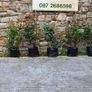 Cotoneaster Coral Berry Hedging just 5 euro Image 3