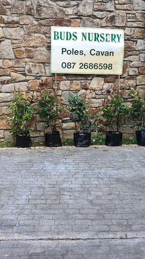 Cotoneaster Coral Berry Hedging just 5 euro