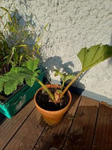 Gunnera manicata