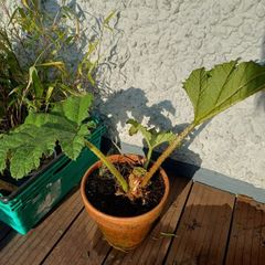 Gunnera manicata