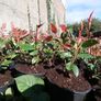 Red Robin Hedging Image 2