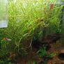 aquarium plant (pogostemon stellatus octopus) Image 2