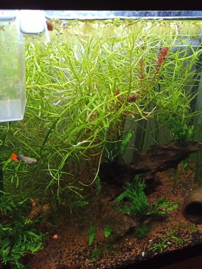 aquarium plant (pogostemon stellatus octopus)