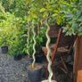 Spiral Bay Laurel Lollipop Trees Image 3