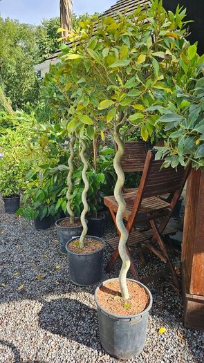 Spiral Bay Laurel Lollipop Trees