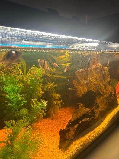 fish tank