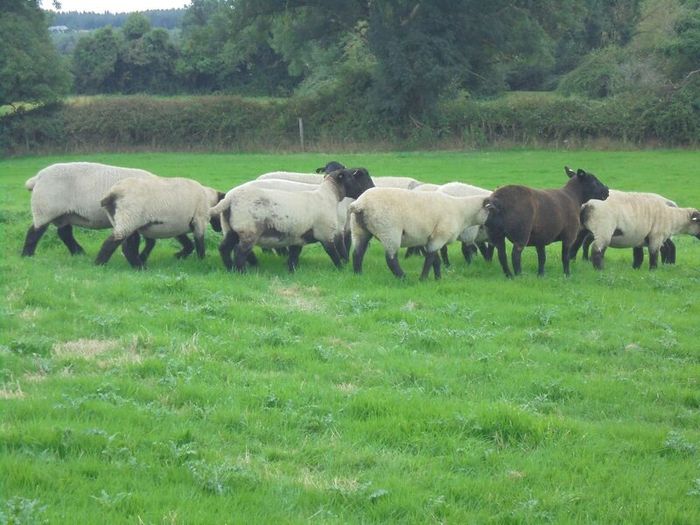 Breeding Hoggets and Sheep