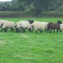 Breeding Hoggets and Sheep Image 8