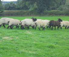 Breeding Hoggets and Sheep