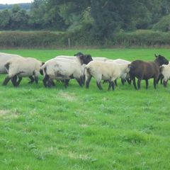 Breeding Hoggets and Sheep