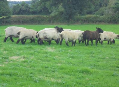Breeding Hoggets and Sheep