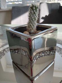 Cactus plant