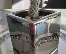 Cactus plant