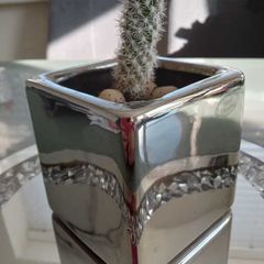 Cactus plant