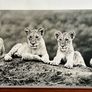 Large Black & White Wall Art Prints. Set of 3 Image 7