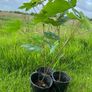 Potted young Sycamore trees Image 3