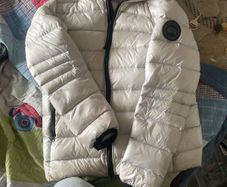 canada goose