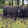 Pedigree Angus bulls and heifers Image 6