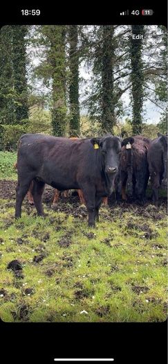 Pedigree Angus bulls and heifers