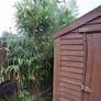garden bamboo Image 3