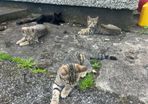 Kittens