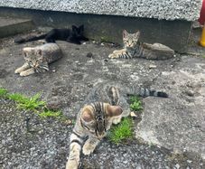 Kittens
